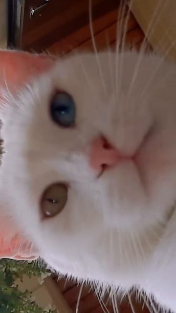 Кошка блогер|cat blogger #shorts#кошка #смешныекоты #рекомендации #популярное