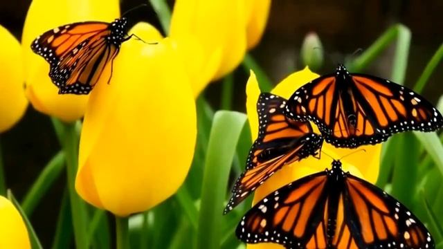 Spring Drops