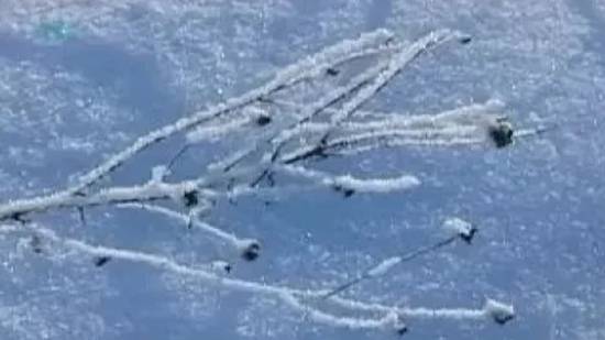 Зима. Январь. Иней