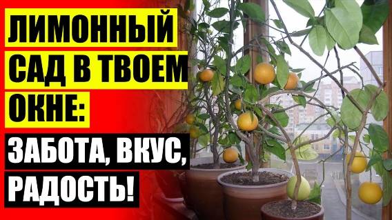 ПОСАДКА САЖЕНЦА ЛИМОНА В ГОРШОК ⚡