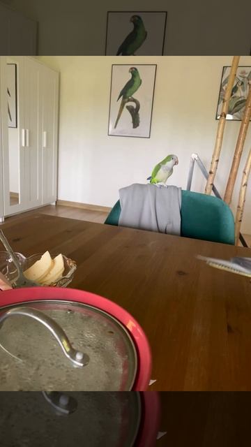 Quaker don’t like my breakfast while cockatiel is ok / квакеру не нравится завтрак #parrot #pets