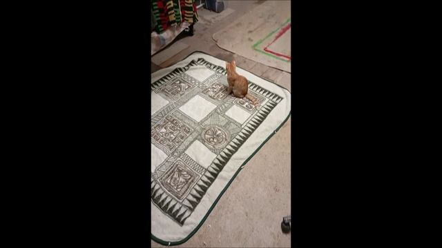 Кот.  Пес. Собака. Том и Коты.