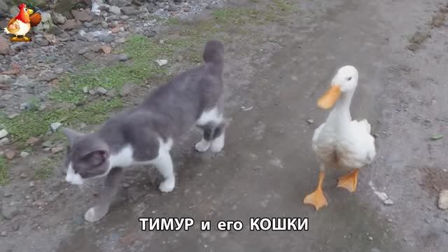 Пекинский селезень Тимур и его кошки 🥰 серия (24)