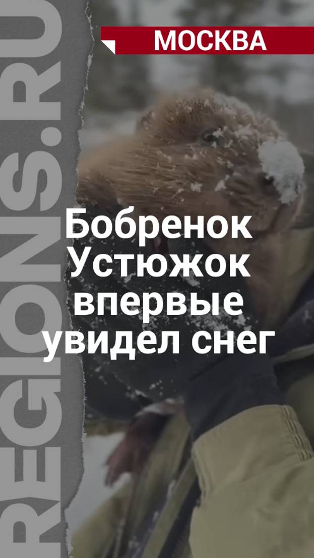 Взрыв мощной петарды в ЖК Новое Медведково