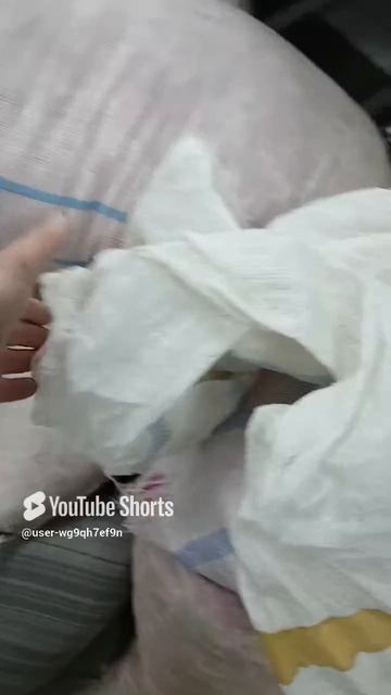 Урожай Дамасской розы