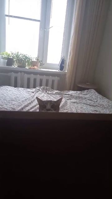 Симба охотник
