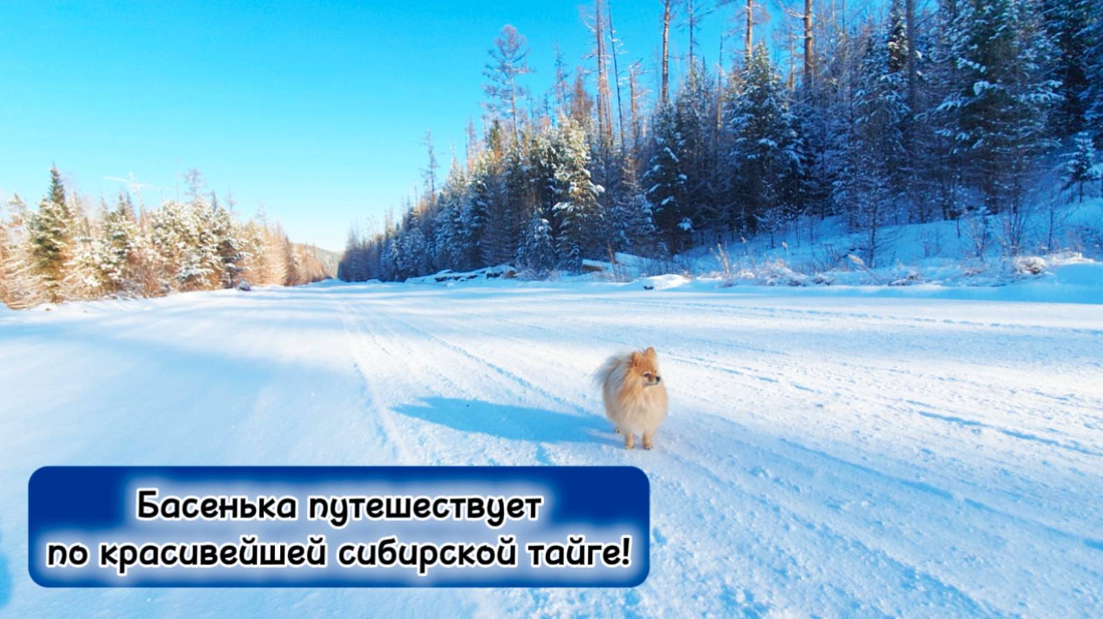 Басенька путешествует по красивейшей сибирской тайге!