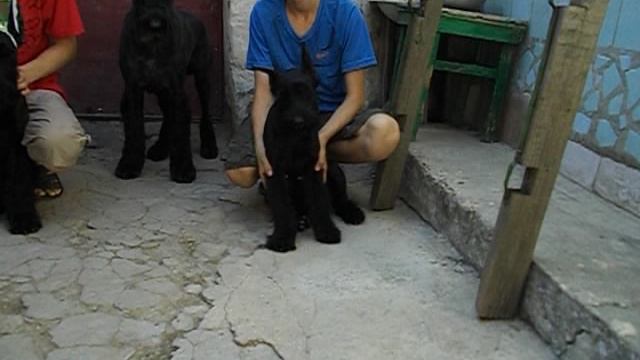 Савали Танго с правнуками Роман-Кош Ива и Ивар Квик. Севастополь . 2011