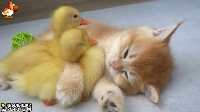 Утята и Цыплята - Кошки и котята - (25) Хвостики да Усики ❣️🥰🤣