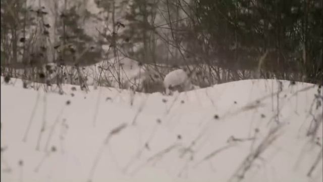 Ордынский А. -Снайпер
