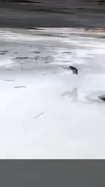 Бесконечно можно смотреть на огонь, воду и утиный боулинг на Яузе! 🔥💦🦆