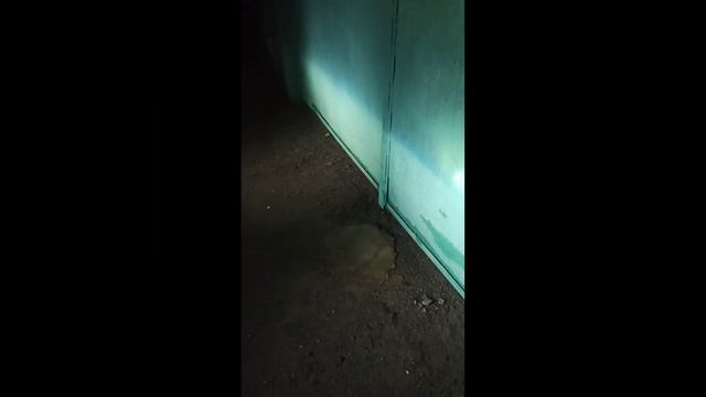 Би лед линзованные лампы H4.Часть 2.Вечер.