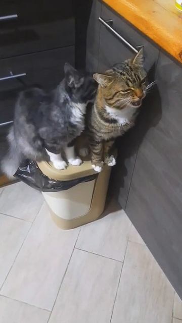 #животные #animals #cats #природа #кошки #собаки #котики #catsdaily #pets #кот