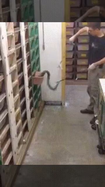 Скример змея