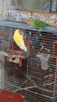 VID-20250125-WA0005.mp4