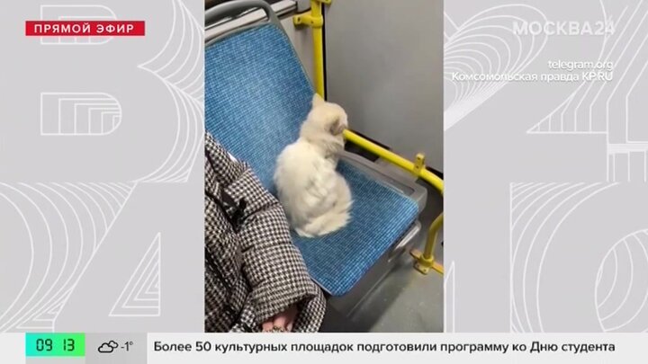Московские волонтеры спасли кота-автостопщика