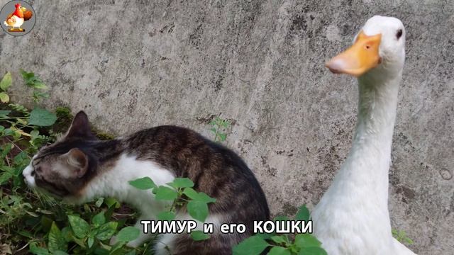 Пекинский селезень Тимур и его кошки 🥰 серия (22)