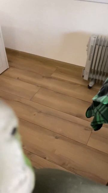 Parrots bugs me / Попугаи меня достают #parrots #pets #попугай #попугайчик