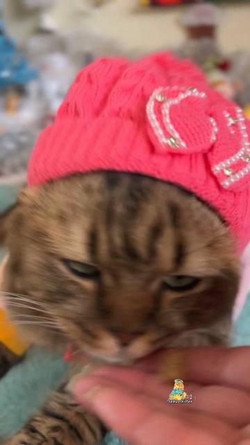 Когда очень любишь вкусняшки😹 #котики #юмор #кошки