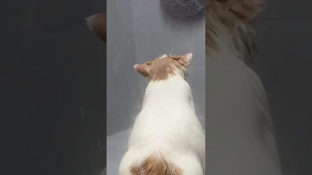 подборка смешных видео с котиками