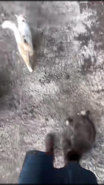 Котэ