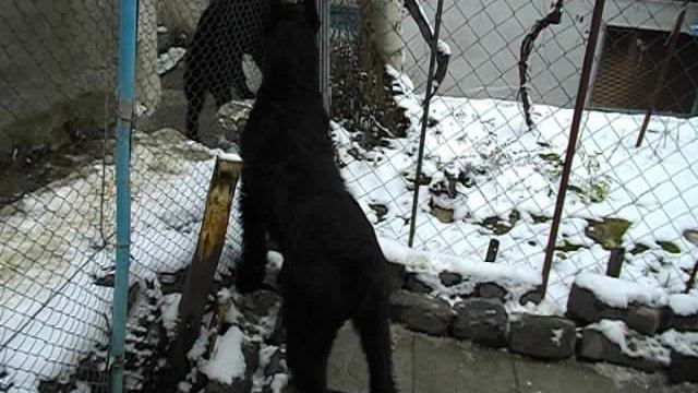 Роман-Кош Ива Баско и Роман-Ккош Ирика Санни Годесс.