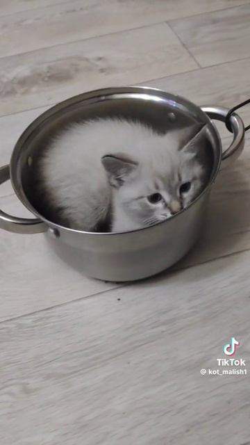 Кото начало