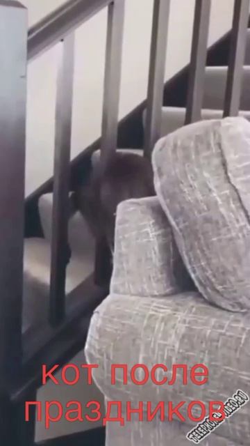 котик