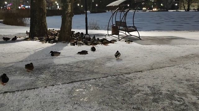 Утки 🦆♥️ Жалко их даже снимать, поскорее бы весна ☀️