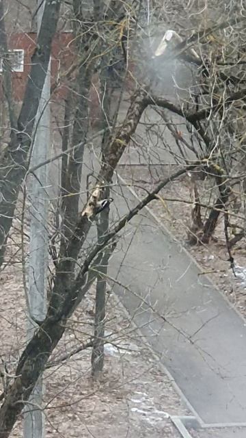 ещё дятел😌