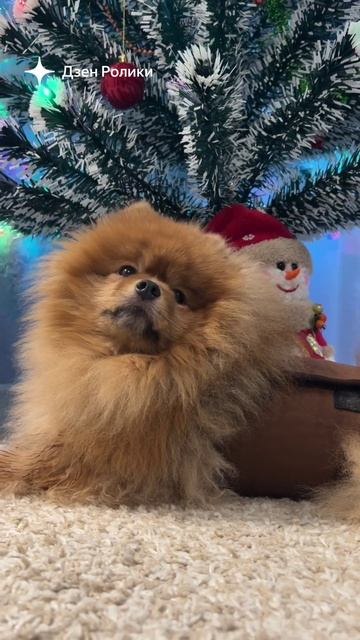 Лев❤️