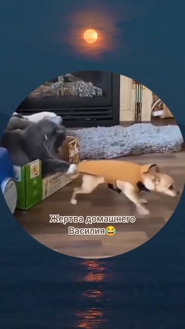1000043502.mp4