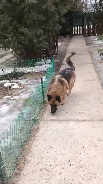 Кармен