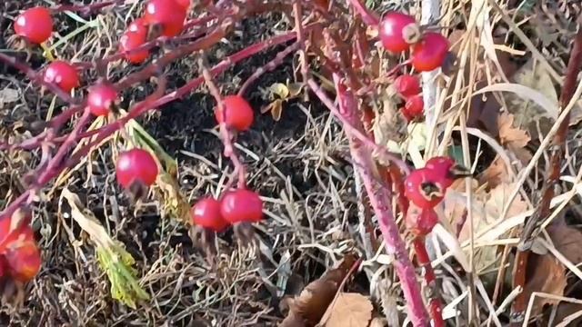 *Ты мой свет *Сергей Марков. Вот Кошелев. Вдалеке от города.. Новый микрорайон.