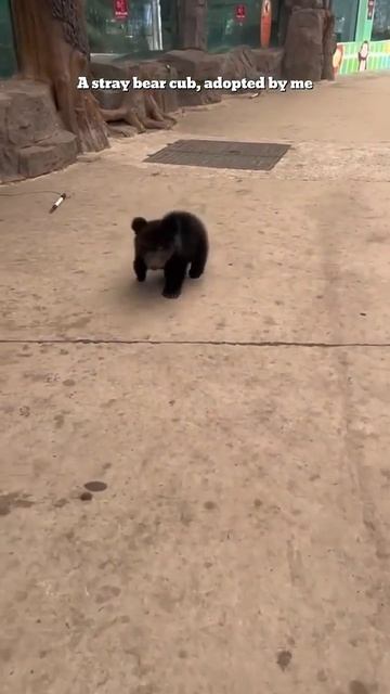 приютили медведя!