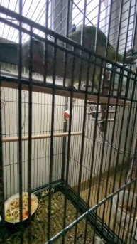 Dinosaur parrot / попугай думает что он динозавр #попугайчик #динозавры #паркюрскогопериода #прикол