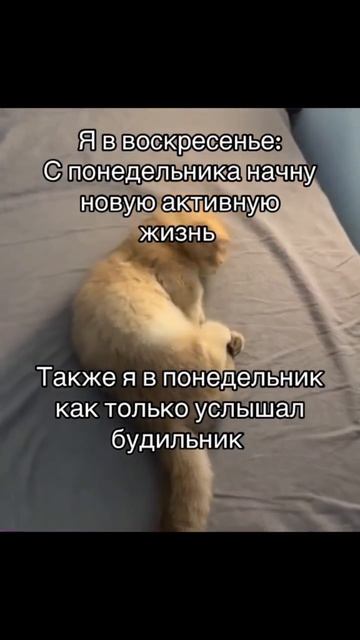 жиза