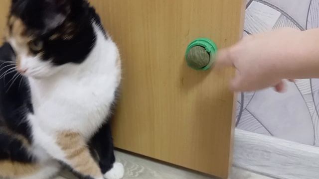 Кошка Хаска отбирается об кошачью мяту (часть 2)