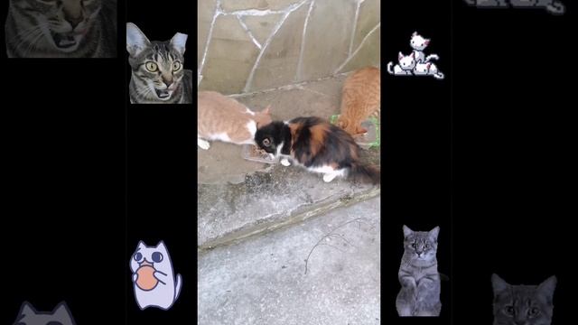 Котики