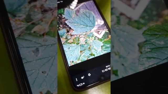 Почему отдыхают листья смородины?