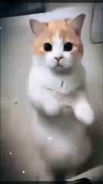 1000006609.mp4
