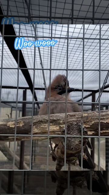 Jaybird sound / смешные звуки сойки #birds #nature #spring