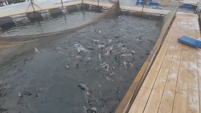 Запуск Спорт 800кг!!!