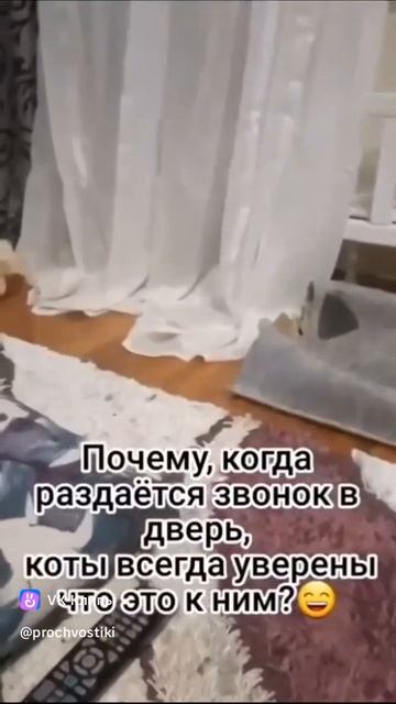 clip-218489006_456253095