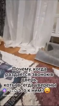 clip-218489006_456253095