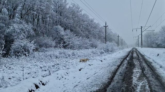 Зефирчик галопом по ж/д
