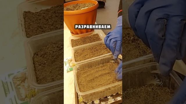сеим эустому