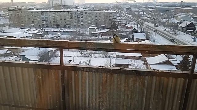 Красивый закат, синички, кофе