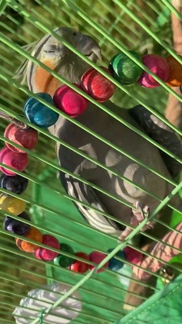 Попугай чихнул