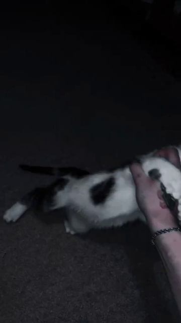 scene_output.mp4